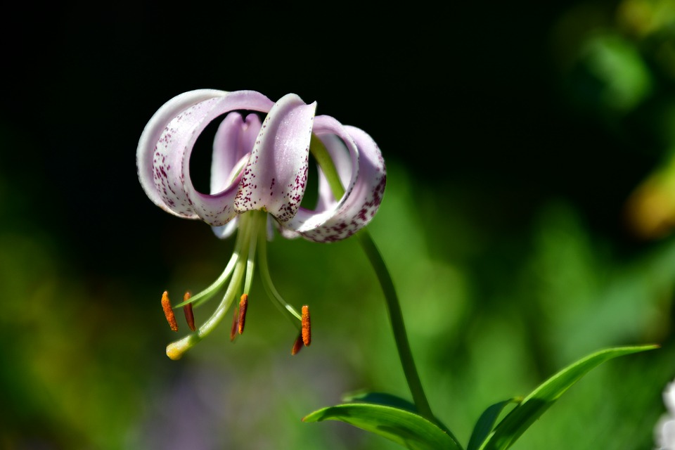Martagon hybrid lilies